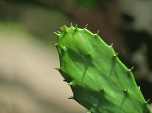 植物类型多样，各有特点