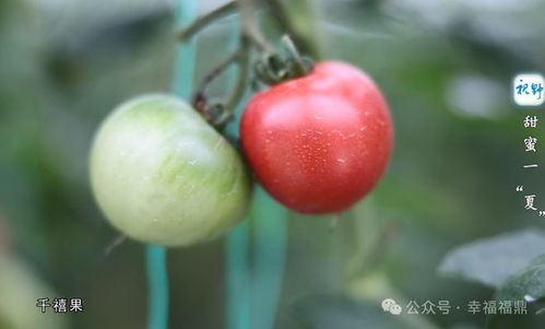 圣女果与千禧果的区别