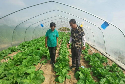 香椿树种子，种植与收获的探索