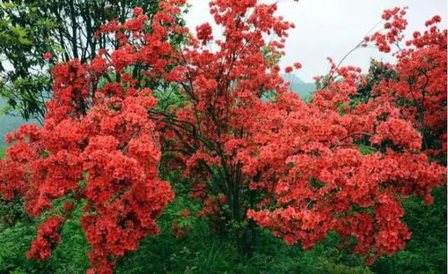 杜鹃花的花期与季节