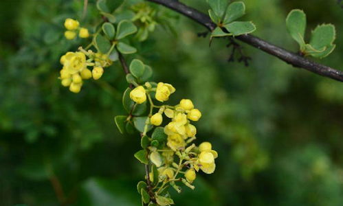 小檗属植物研究