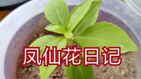 凤仙花生长变化过程