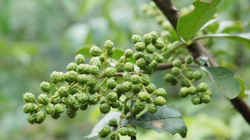 花椒种子种植技巧与出苗方法