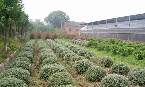 上海苗圃基地花卉批发地址介绍