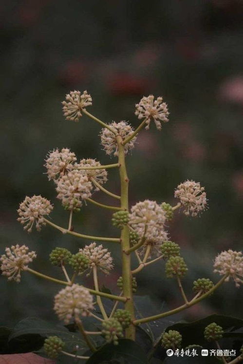 八角金盘开花图片