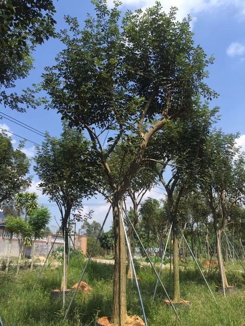 风铃木适合种植的地点