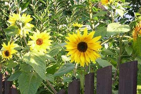 适合庭院种植的四季花卉