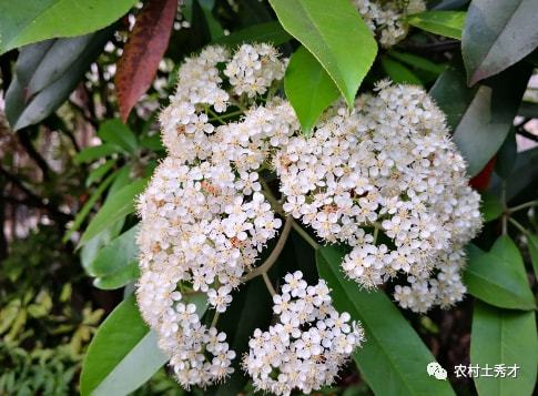 石楠花味，一种独特的香气与文化现象