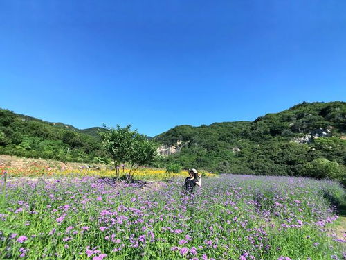 花朵与风景，一幅美丽的图片之旅