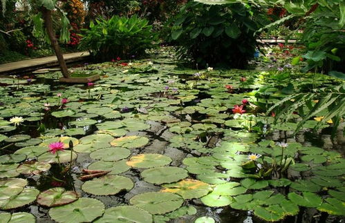 浮叶植物之美