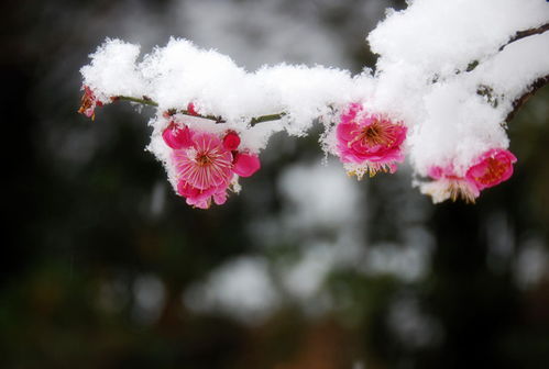 雪中最漂亮的梅花