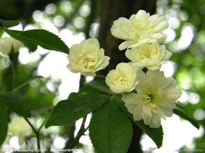 木香花图片大全