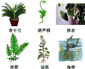 种子植物分为两大类