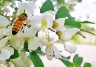 木香花花语和寓意