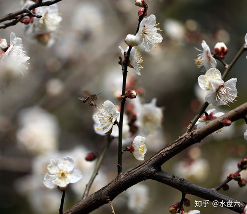 腊梅花是什么颜色