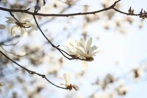 上海的市花是梅花。