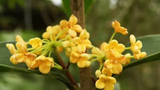 重庆市市花——桂花