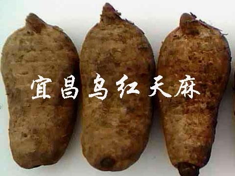 野生天麻的价格因地区、品质和季节等因素而异，因此无法给出确切的野生天麻一斤的价格。不过，根据市场调查和了解，野生天麻的价格因地区差异较大，价格范围广泛。