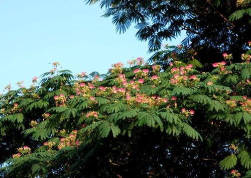 榕花树图片大全大图