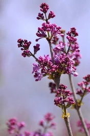 丁香花的特点和精神