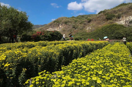 泉州鲜花港，绽放美丽之花