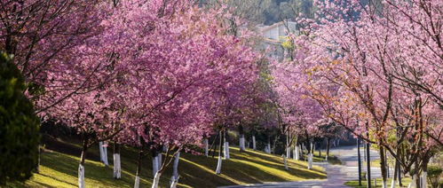 樱花什么季节开