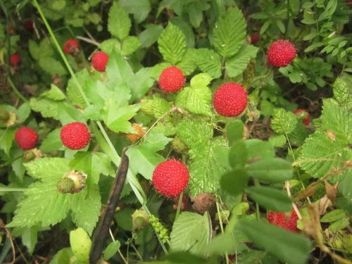 红花酢浆草果实