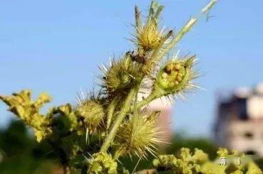 动物传播种子的植物种类繁多，它们不仅具有独特的生态习性，还为自然界带来了丰富的物种多样性。以下将介绍一些常见的动物传播种子的植物。