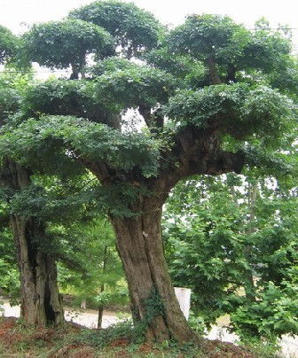 对节白蜡简介