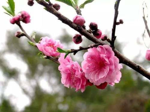 二月桃花与三月桃花，春日花语