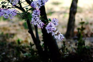 丁香花在春季开花