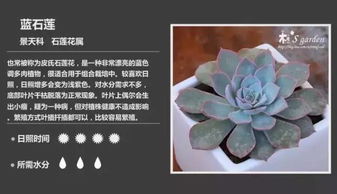 多肉植物名字对照图