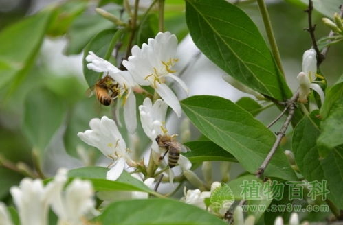 金银花果实图片介绍