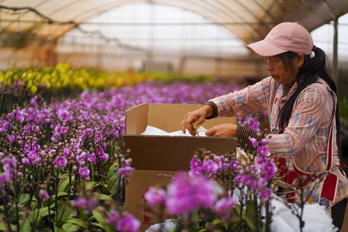 广州鲜花基地，绽放美丽之花