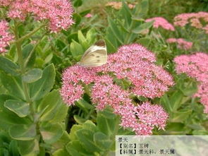 八宝景天风水寓意