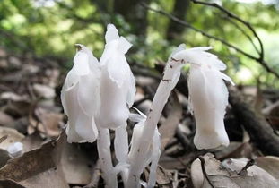 水晶兰是否为国家保护植物