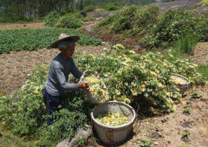 金银花种植收益分析