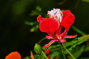 凤凰花花语短句