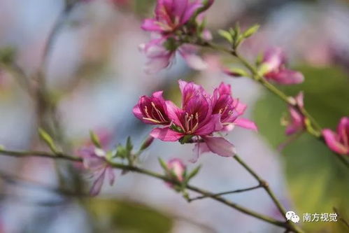 紫荆花图案之美