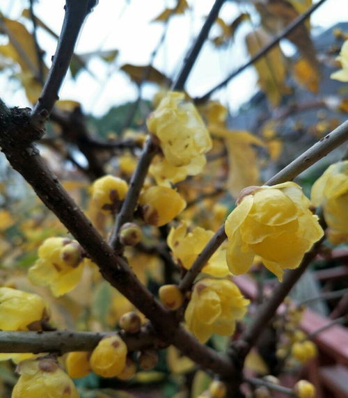 腊梅开花时间