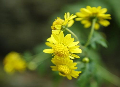 菊花花语及其寓意