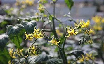 观花植物施肥策略