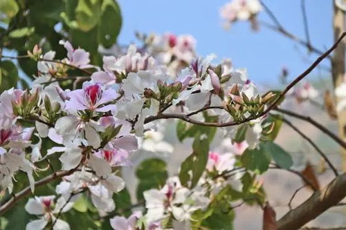 白花泡桐，自然之美与文化之韵