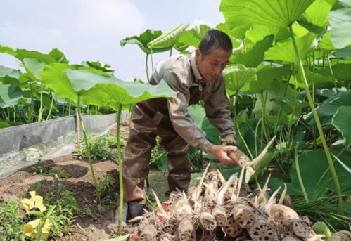 种植20亩莲藕的价格因地区、品种、种植方法等因素而异，但可以大致为您估算。