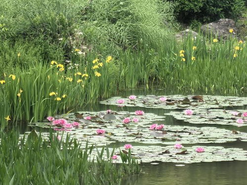 河中野生水草种类图片介绍