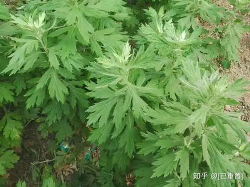 野生青蒿草图片介绍