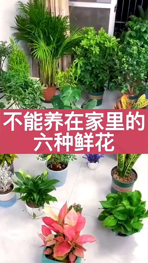 购买花卉绿植的网站推荐