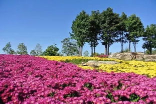 北京国际鲜花港几月份去合适