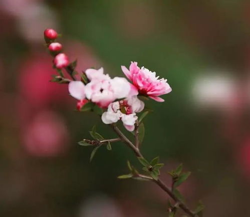 红梅花图片大全大图