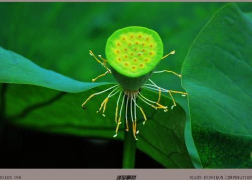 植物传播种子的奥秘